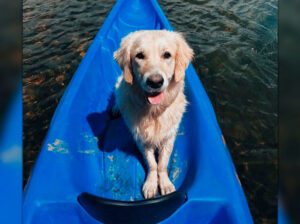 Canoa y perro en el Descenso del Sella - Cuáles son las medidas de una canoa para perro